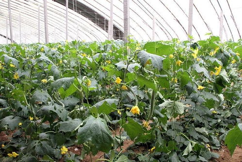 鄧莊農業科技示范園 農業技術開發的創新與實踐