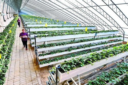 鄉村振興新路徑 品牌引領+技術驅動，讓農產品變身“香餑餑”