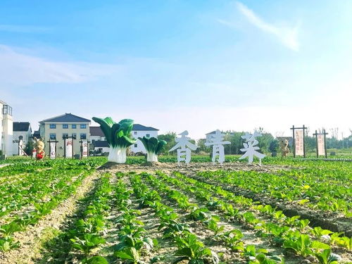 看蘇州吳江 繪就新時代魚米之鄉生動畫卷的農業技術開發之路