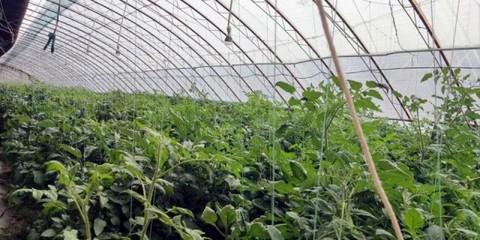 八師石河子市科技調研組赴六師交流學習，助力設施農業技術開發與創新