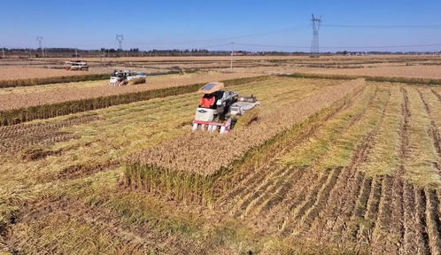 科技為翼，規模為基，融合為墨 繪就農業現代化發展新圖景