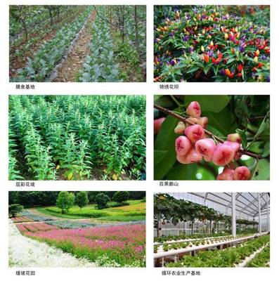 風景這邊獨好——沙頭鎮譜寫生態休閑旅游新篇章與農業技術開發