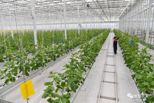 智慧農業 趙春江院士談現狀與未來技術開發方向