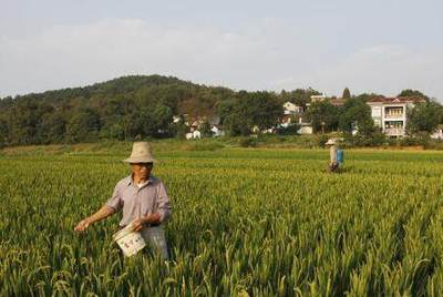 綠色農業發展的技術瓶頸與突圍之路