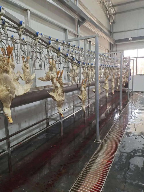 青企領航，科技賦能現代農業——江西綠之星農業科技發展有限責任公司技術開發實踐