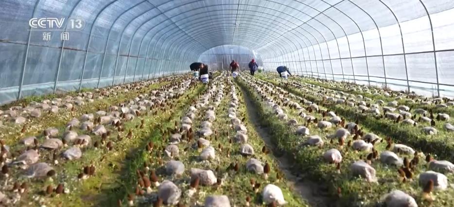 以農(nóng)業(yè)技術(shù)開(kāi)發(fā)為引擎，打造城鄉(xiāng)聯(lián)動(dòng)產(chǎn)業(yè)集群，賦能農(nóng)民增收致富