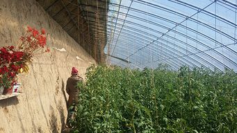 赤峰市盈潤(rùn)農(nóng)業(yè)高新技術(shù)開(kāi)發(fā) 新型大棚保溫被引領(lǐng)農(nóng)業(yè)技術(shù)新變革